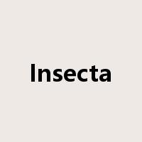 Insecta是什么意思