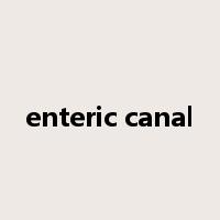 enteric canal是什么意思