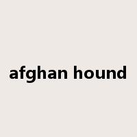 afghan hound是什么意思