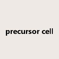 precursor cell是什么意思