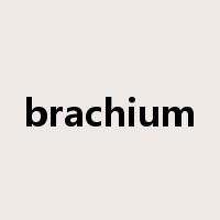 brachium是什么意思