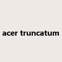 acer truncatum是什么意思