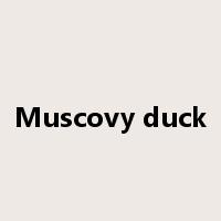Muscovy duck是什么意思