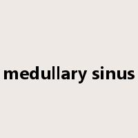 medullary sinus是什么意思