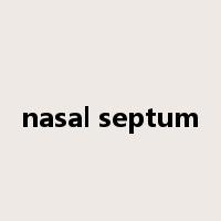 nasal septum是什么意思