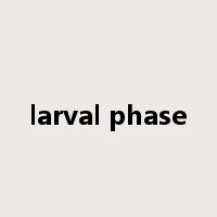 larval phase是什么意思