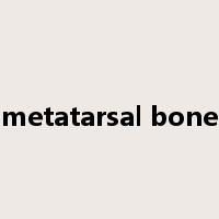 metatarsal bone是什么意思