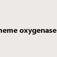 heme oxygenase-是什么意思