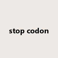 stop codon是什么意思
