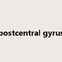 postcentral gyrus是什么意思