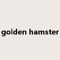 golden hamster是什么意思