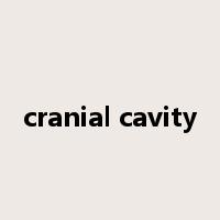cranial cavity是什么意思