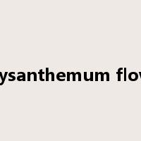 chrysanthemum flower是什么意思