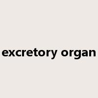 excretory organ是什么意思