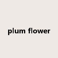 plum flower是什么意思