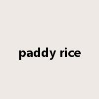 paddy rice是什么意思