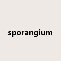 sporangium是什么意思