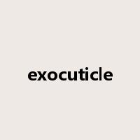 exocuticle是什么意思