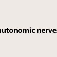 autonomic nerves是什么意思