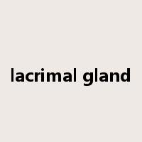 lacrimal gland是什么意思