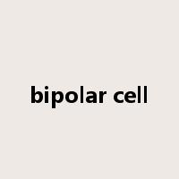 bipolar cell是什么意思