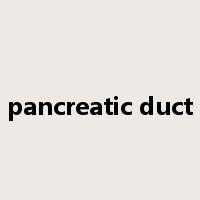 pancreatic duct是什么意思