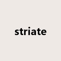 striate是什么意思