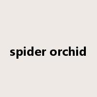 spider orchid是什么意思