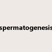 spermatogenesis是什么意思