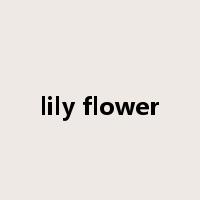 lily flower是什么意思
