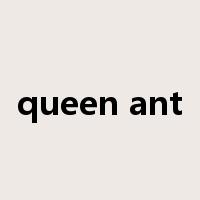 queen ant是什么意思