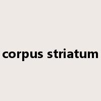 corpus striatum是什么意思