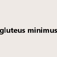 gluteus minimus是什么意思