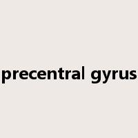 precentral gyrus是什么意思