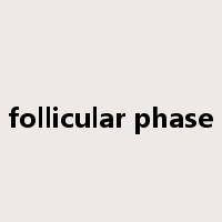 follicular phase是什么意思