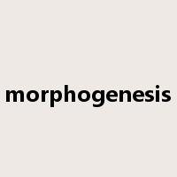 morphogenesis是什么意思