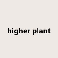 higher plant是什么意思