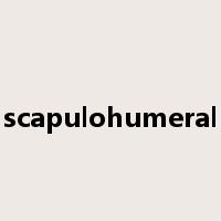 scapulohumeral是什么意思