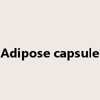 Adipose capsule是什么意思