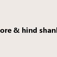 fore & hind shank是什么意思