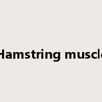 Hamstring muscle是什么意思