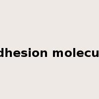 adhesion molecule是什么意思