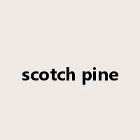 scotch pine是什么意思