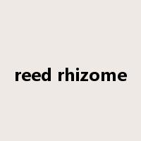 reed rhizome是什么意思