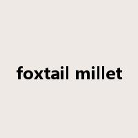 foxtail millet是什么意思