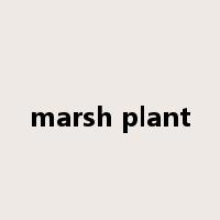 marsh plant是什么意思