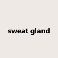 sweat gland是什么意思