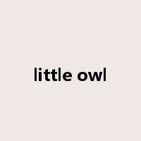 little owl是什么意思