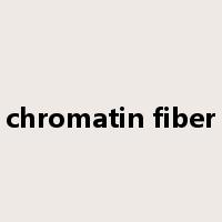chromatin fiber是什么意思