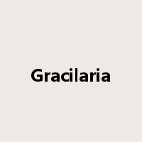 Gracilaria是什么意思